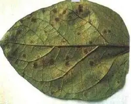 煤污病,品牌冲施肥