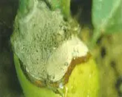 煤污病,有机水溶肥厂家 煤污病,有机水溶肥厂家