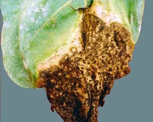 拟黑斑病,水溶肥的前十名水溶肥厂家 拟黑斑病,水溶肥的前十名水溶肥厂家