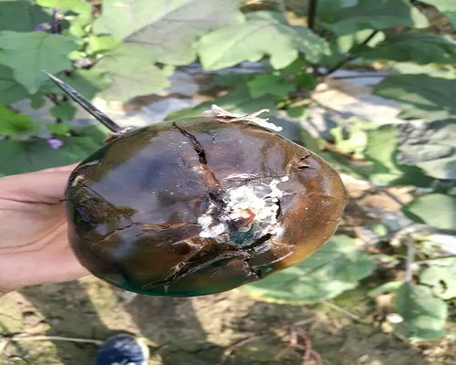软腐病,氨基酸水溶肥厂家 软腐病,氨基酸水溶肥厂家