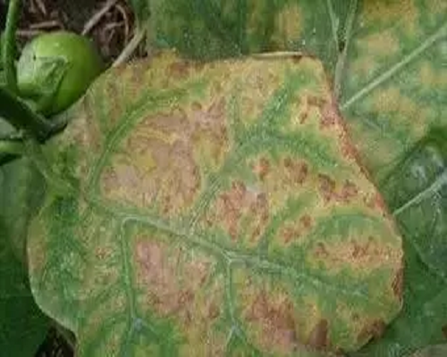 霜霉病,水溶肥生产厂家