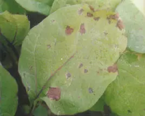 细菌性褐斑病,河南水溶肥批发厂家