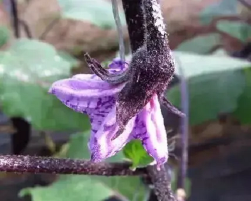 紫花病,高钾冲施肥 紫花病,高钾冲施肥