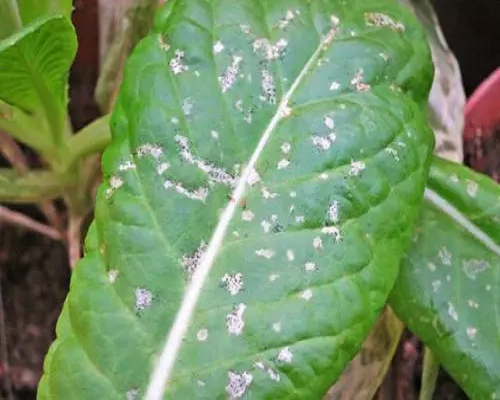 西花蓟马,含氨基酸的叶面肥
