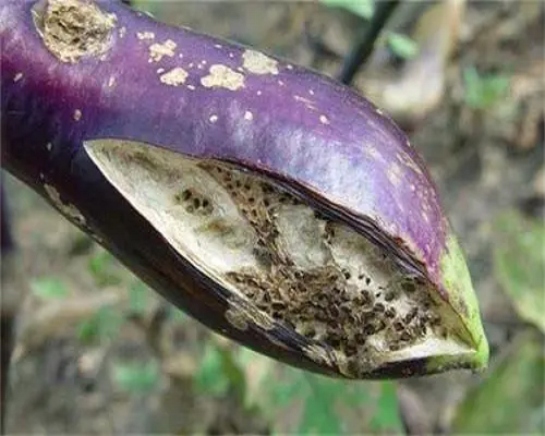 茄子裂果,有机水溶肥