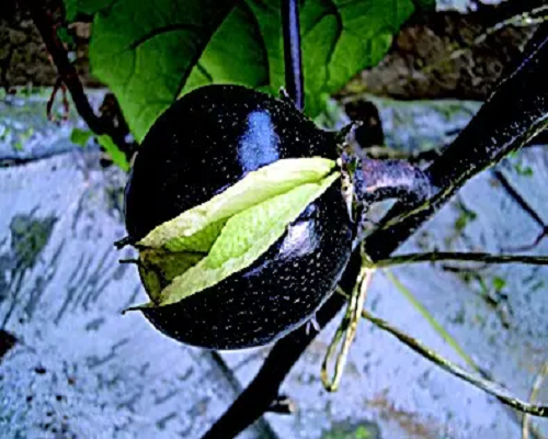茄子裂果,有机冲施肥
