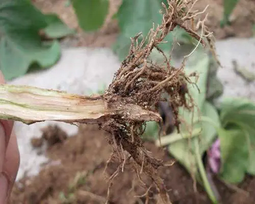 茄子枢根,水溶肥生产厂家直销