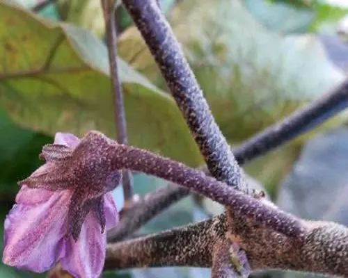 茄子花蕾不开放,水溶肥厂家供应水溶肥