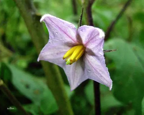 茄子花蕾不开放,河南水溶肥厂家