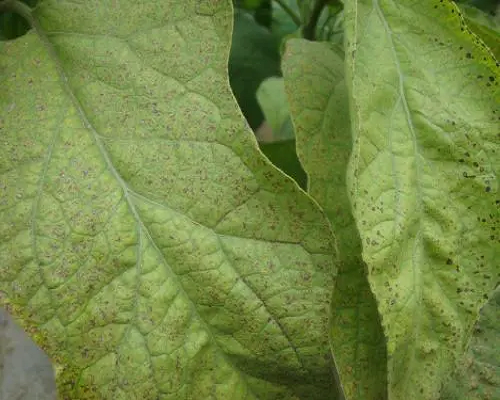 茄子缺硫,水溶肥生产厂家