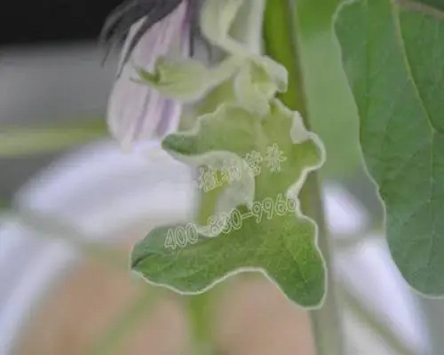 茄子缺锌,国产最好的水溶肥牌子