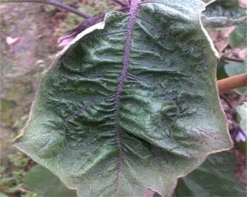 茄子缺钼,河南水溶肥生产厂家