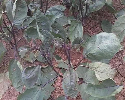 茄子缺钼,大量元素水溶肥批发价格