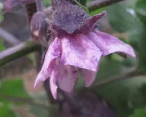 茄子紫花病,十大水溶肥厂家排行