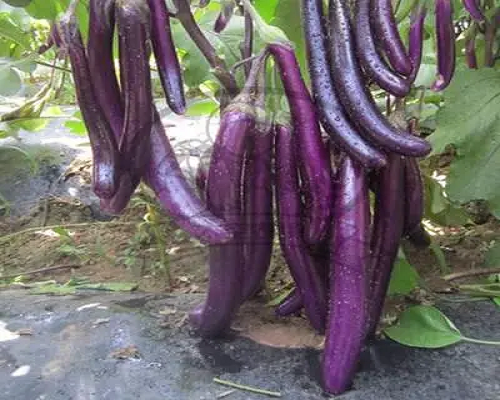 航茄8号,微量元素水溶肥