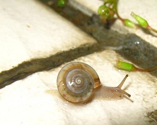 同型巴蜗牛,冲施肥怎样冲