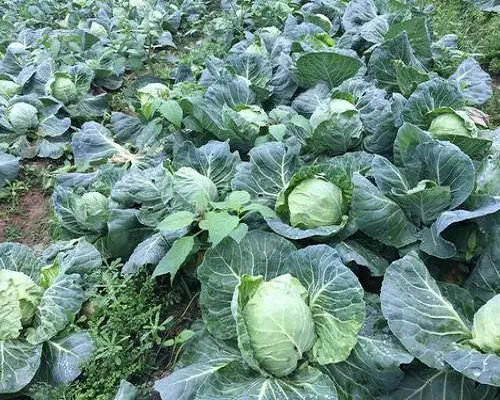甘蓝不结球,液体水溶肥
